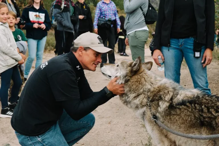 Wolf Connection Founder Teo Alfero working with wolf with group of people