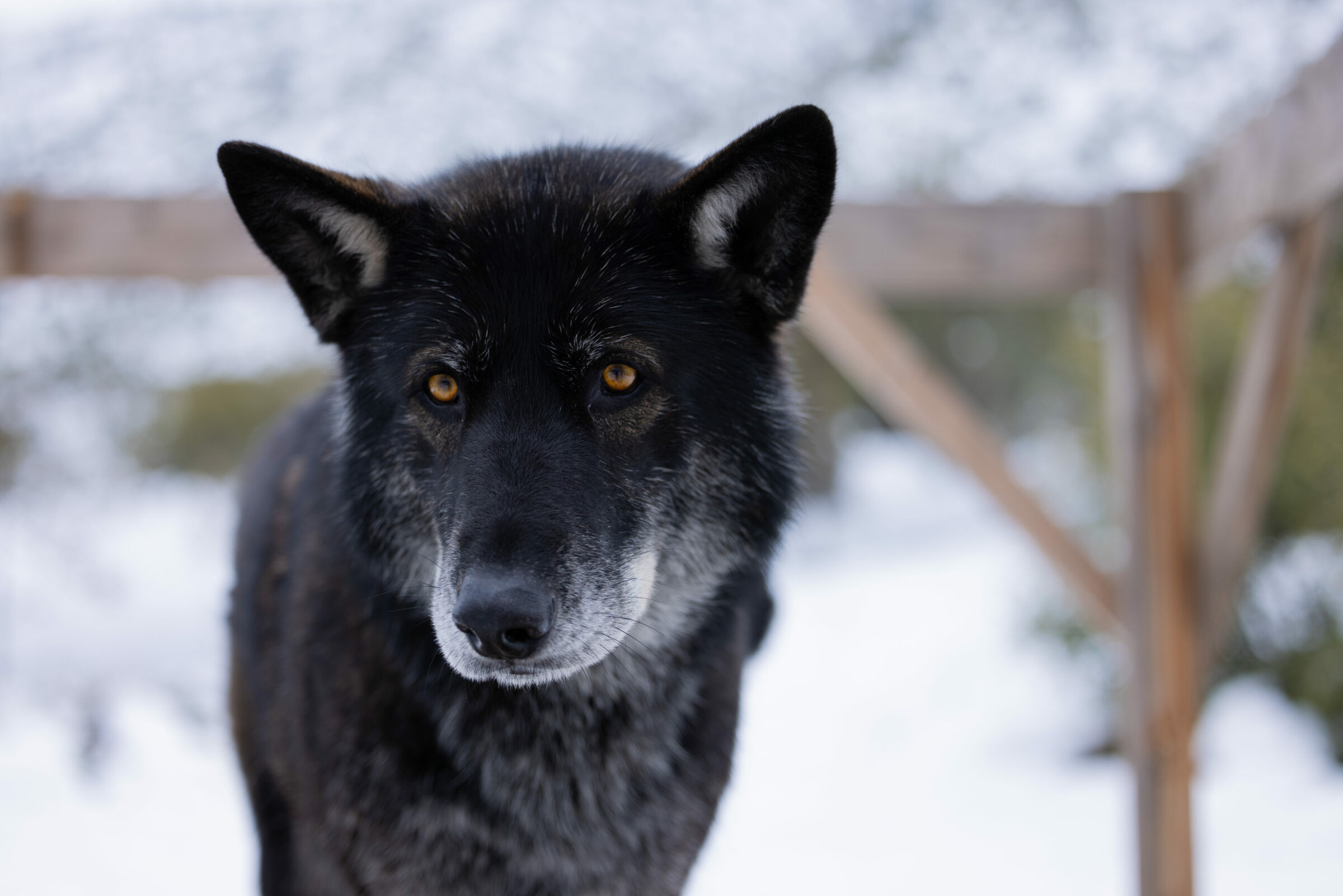 The Unexpected Friendship: Human And Wolf Connection - vzg7ocb