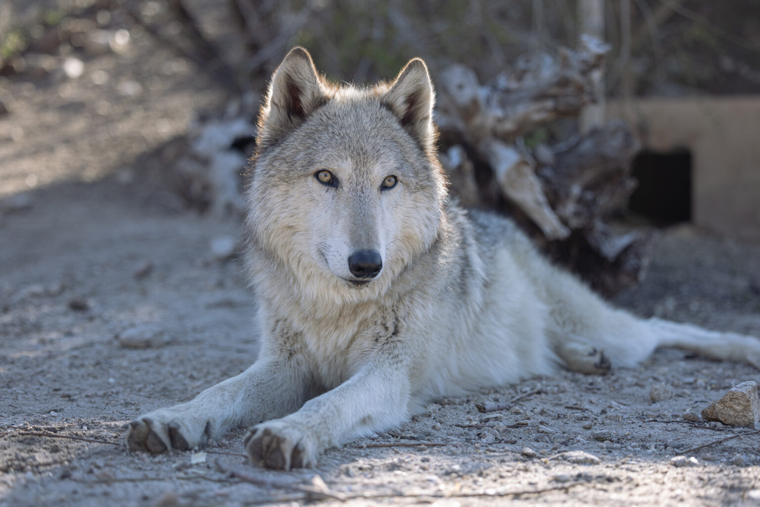 Jax - Wolf Connection