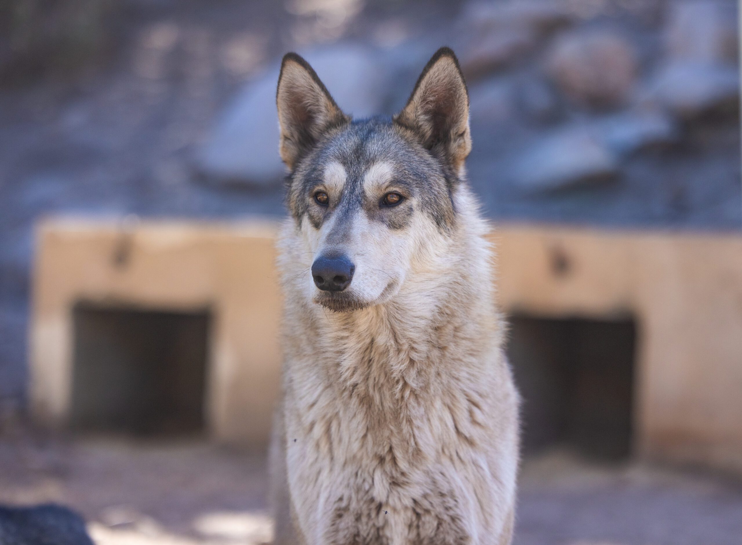The Unexpected Friendship: Human And Wolf Connection - okvjppo