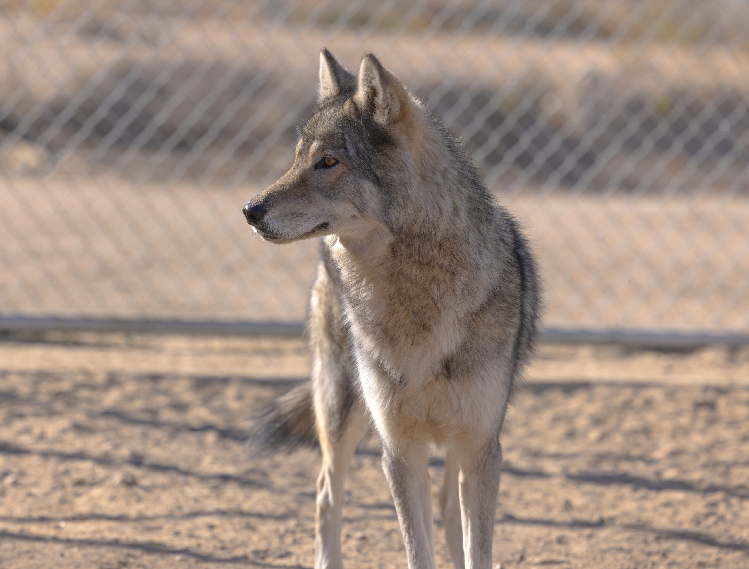 The Unexpected Friendship: Human And Wolf Connection - gl0lv0y