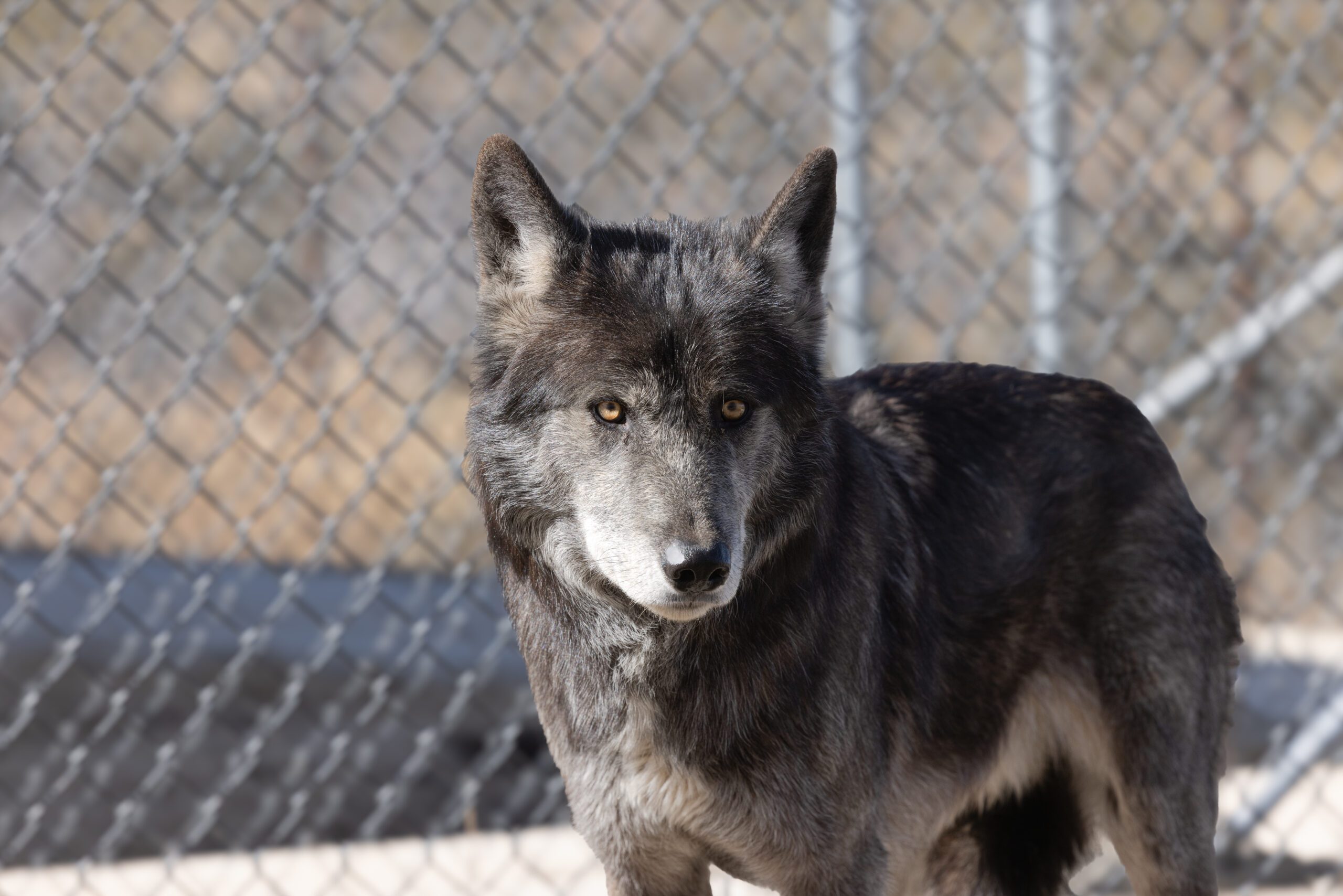 The Unexpected Friendship: Human And Wolf Connection - ms1smi7